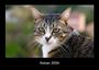 Tobias Becker: Katzen 2026 Fotokalender DIN A3, KAL