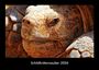 Tobias Becker: Schildkrötenzauber 2026 Fotokalender DIN A3, KAL