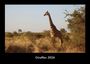 Tobias Becker: Giraffen 2026 Fotokalender DIN A3, KAL