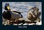 Tobias Becker: Enten 2026 Fotokalender DIN A4, KAL