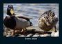 Tobias Becker: Enten 2026 Fotokalender DIN A5, KAL