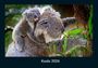 Tobias Becker: Koala 2026 Fotokalender DIN A4, KAL