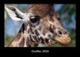 Tobias Becker: Giraffen 2026 Fotokalender DIN A3, KAL