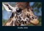 Tobias Becker: Giraffen 2026 Fotokalender DIN A4, KAL