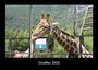 Tobias Becker: Giraffen 2026 Fotokalender DIN A3, KAL