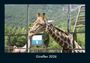 Tobias Becker: Giraffen 2026 Fotokalender DIN A4, KAL