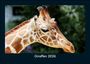 Tobias Becker: Giraffen 2026 Fotokalender DIN A5, KAL