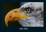 Tobias Becker: Adler 2026 Fotokalender DIN A4, KAL