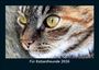 Tobias Becker: Für Katzenfreunde 2026 Fotokalender DIN A5, KAL