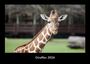 Tobias Becker: Giraffen 2026 Fotokalender DIN A3, KAL