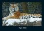 Tobias Becker: Tiger 2026 Fotokalender DIN A4, KAL