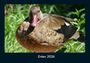 Tobias Becker: Enten 2026 Fotokalender DIN A4, KAL