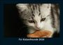 Tobias Becker: Für Katzenfreunde 2026 Fotokalender DIN A5, KAL