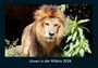 Tobias Becker: Löwen in der Wildnis 2026 Fotokalender DIN A4, KAL