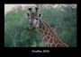 Tobias Becker: Giraffen 2026 Fotokalender DIN A3, KAL