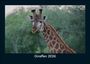 Tobias Becker: Giraffen 2026 Fotokalender DIN A5, KAL