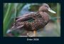 Tobias Becker: Enten 2026 Fotokalender DIN A4, KAL