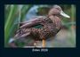 Tobias Becker: Enten 2026 Fotokalender DIN A5, KAL