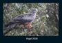Tobias Becker: Vögel 2026 Fotokalender DIN A4, KAL