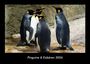 Tobias Becker: Pinguine & Eisbären 2026 Fotokalender DIN A3, KAL