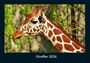 Tobias Becker: Giraffen 2026 Fotokalender DIN A4, KAL