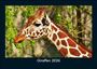 Tobias Becker: Giraffen 2026 Fotokalender DIN A5, KAL