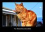 Tobias Becker: Für Katzenfreunde 2026 Fotokalender DIN A3, KAL