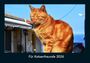 Tobias Becker: Für Katzenfreunde 2026 Fotokalender DIN A4, KAL