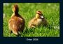 Tobias Becker: Enten 2026 Fotokalender DIN A4, KAL