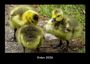 Tobias Becker: Enten 2026 Fotokalender DIN A3, KAL