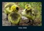 Tobias Becker: Enten 2026 Fotokalender DIN A4, KAL