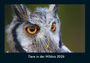 Tobias Becker: Tiere in der Wildnis 2026 Fotokalender DIN A4, KAL
