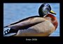 Tobias Becker: Enten 2026 Fotokalender DIN A3, KAL