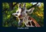 Tobias Becker: Giraffen 2026 Fotokalender DIN A5, KAL