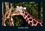 Tobias Becker: Giraffen 2026 Fotokalender DIN A4, KAL