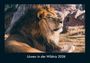 Tobias Becker: Löwen in der Wildnis 2026 Fotokalender DIN A4, KAL