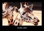 Tobias Becker: Giraffen 2026 Fotokalender DIN A3, KAL