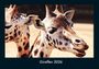 Tobias Becker: Giraffen 2026 Fotokalender DIN A4, KAL