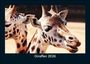 Tobias Becker: Giraffen 2026 Fotokalender DIN A5, KAL
