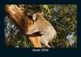 Tobias Becker: Koala 2026 Fotokalender DIN A5, KAL