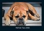 Tobias Becker: Welt der Tiere 2026 Fotokalender DIN A4, KAL