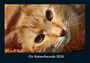 Tobias Becker: Für Katzenfreunde 2026 Fotokalender DIN A4, KAL