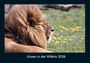 Tobias Becker: Löwen in der Wildnis 2026 Fotokalender DIN A4, KAL