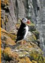 Harriet O`Neal: Die Abenteuer des kleinen PUFFIN, Buch
