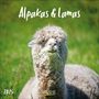 : Alpakas und Lamas 2025, KAL