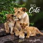: Big Cats 2025, KAL