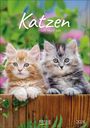 : Katzen 2026, KAL