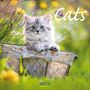 : Cats 2026, KAL