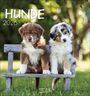 : Hunde 2026, KAL