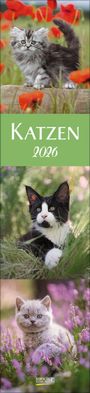 : Katzen Langplaner 2026, KAL